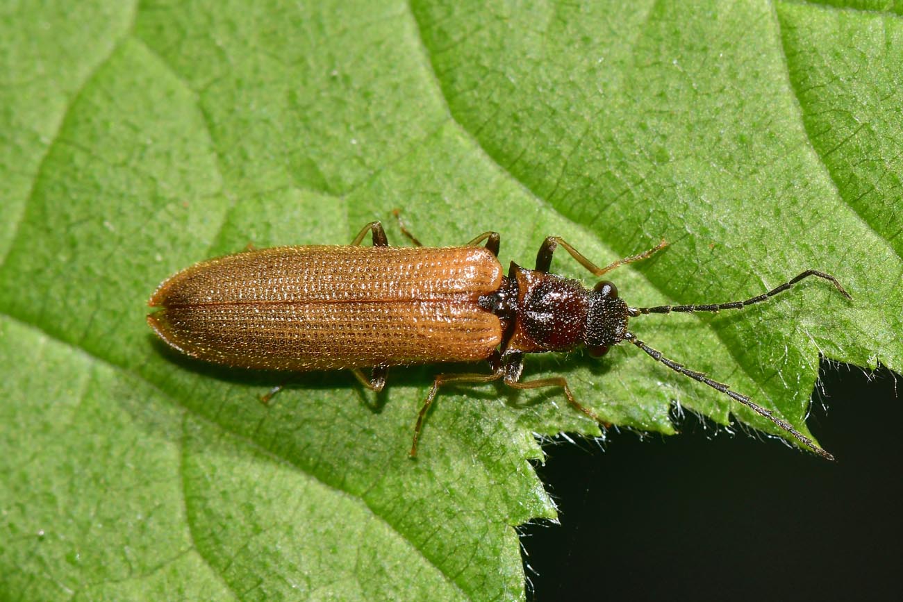 Elateridae: Denticollis sp.?  No, Campylomorphus homalisinus